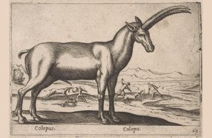 getaktig Colopus/ Colopo (titel på objekt) Dieren en fablewezens (serietitel) Ny samling av världens mest nyfikna djur (serietitel) av Antonio Tempesta