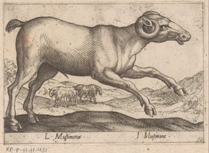 getaktig L Mussimonae/ I Musimone (titel på objekt) Dieren en fablewezens (serietitel) Ny samling av världens mest nyfikna djur (serietitel) av Antonio Tempesta