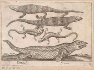 Hagedissen Skincus (titel på objekt) Dieren en fablewezens (serietitel) Nova raccolta de li animali piu curiosi del mondo (serietitel) av Antonio Tempesta