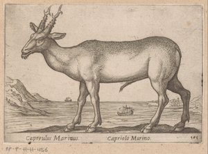 Hert Capreulus Marinus/ Capriolo Marino (titel på objekt) Dieren en fablewezens (serietitel) Ny samling av världens mest nyfikna djur (serietitel) av Antonio Tempesta