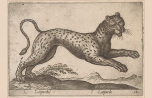Leopard L Leopardus/ I Leopardo (titel på objekt) Dieren en fablewezens (serietitel) Ny samling av världens mest nyfikna djur (serietitel) av Antonio Tempesta
