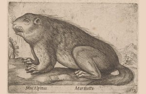 Han mumlar Alpine Mouse / Marmotta (titel på objekt) Dieren en fablewezens (serietitel) Nova raccolta de li animali piu curiosi del mondo (serietitel) av Antonio Tempesta