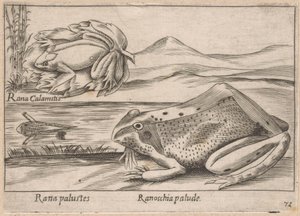 Moeras Kikkers Marsh Frog / Marsh Frog (titel på objekt) Dieren en fabelwezens (serietitel) Nova samling av de mest nyfikna djuren i världen (serietitel) av Antonio Tempesta