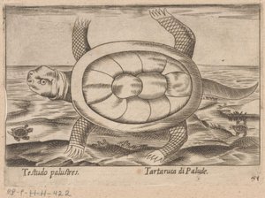 Moerasschildpad Testudo palustres/ Tartaruca di Palude (titel på objekt) Dieren en fablewezens (serietitel) Nova raccolta de li animali piu curiosi del mondo (serietitel) av Antonio Tempesta