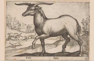 Häst med horn Eale/ Eale (titel på objekt) Djur och mytiska varelser (serietitel) Nova raccolta de li animali piu curiosi del mondo (serietitel) av Antonio Tempesta