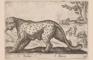 Panter L Panthera/ I Panthera (titel på objekt) Dieren en fablewezens (serietitel) Ny samling av världens mest nyfikna djur (serietitel) av Antonio Tempesta