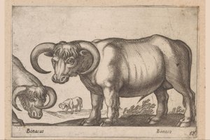 Nötkreatur Bonasus/ Bonaso (titel på objekt) Djur och mytiska varelser (serietitel) Nova raccolta de li animali piu curiosi del mondo (serietitel) av Antonio Tempesta