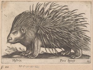 Piggsvin Hijstrix/ Porco Spinoso (titel på objekt) Djur och mytiska varelser (serietitel) Nova raccolta de li animali piu curiosi del mondo (serietitel) av Antonio Tempesta