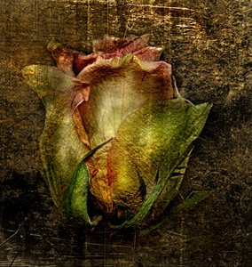  av Antonius Antonius