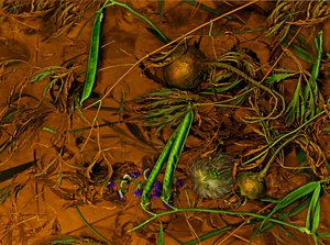  av Antonius Antonius