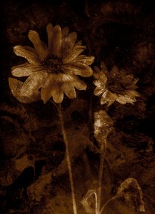  av Antonius Antonius