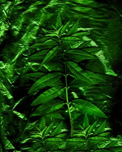  av Antonius Antonius