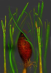  av Antonius Antonius