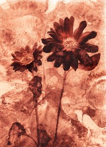  av Antonius Antonius