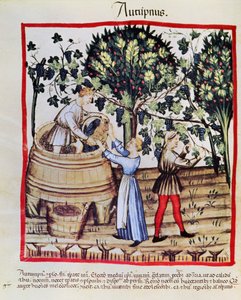 Druvskörden från Tacuinum Sanitatis