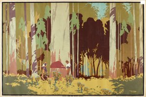 Felling a Karri Tree, Western Australia, från serien 