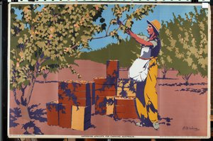 Samla aprikoser för konservering - Australien (färg litho)