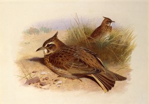 En krönt lärka, brittiska fåglar av Archibald Thorburn