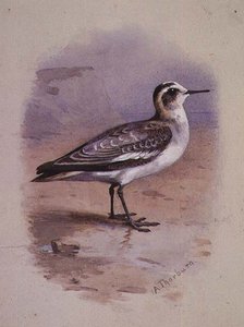 En grå Phalarope (akvarell) av Archibald Thorburn