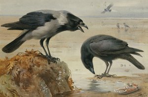 En huvkråka och en kadavelkråka av Archibald Thorburn