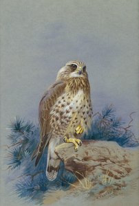 En grov benvråk av Archibald Thorburn