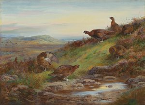 En vall av orre vid en källa av Archibald Thorburn