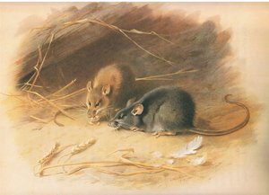 Alexandrine Rat and Black Rat, från Thorburns Mammals publicerad av Longmans and Co, ca. 1920 av Archibald Thorburn