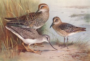 Amerikansk backsvala, brednäbbad strandpipare, tereksandpipare (färg litho) av Archibald Thorburn