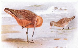 Bar Tailed Godwit, från Birds of the British Isles and Their Eggs publicerad av Frederick Warne & Co Ltd, 1958 av Archibald Thorburn