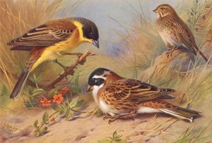 Svarthuvad bunting, majsbunting, rustik bunting (färglitografi) av Archibald Thorburn