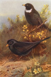 Black Bird (hane och hona), Ring-Ouzel (färglitografi) av Archibald Thorburn