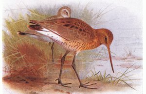 Black Tailed Godwit, från Birds of the British Isles and Their Eggs publicerad av Frederick Warne & Co Ltd, 1958
