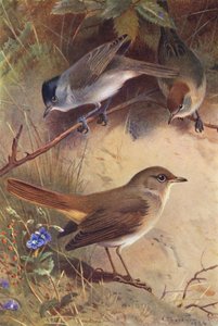 Svarthätta (hane och hona), näktergal (färglitografi) av Archibald Thorburn