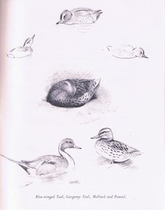 Blue Winged Teal, Garganey, Teal, Gräsand och Pintail, 1938 av Archibald Thorburn