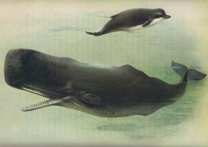 Bottle Nosed Whale and Kaskelot, från Thorburns Mammals publicerad av Longmans and Co, ca. 1920 av Archibald Thorburn