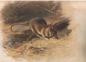 Brown Rat, från Thorburns Mammals publicerad av Longmans och Co, ca. 1920 av Archibald Thorburn