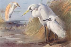 Buffbacked Heron, Great White Heron, Little Egret (färglitografi) av Archibald Thorburn