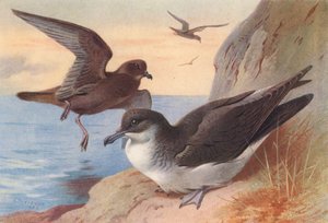 Bulwers petrell, Manx shearwater (färglitografi) av Archibald Thorburn