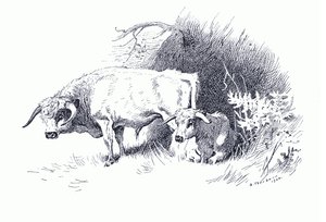 Boskap, från Thorburn