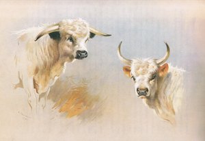 Chartley Bull och Chillingham Bull, från Thorburn