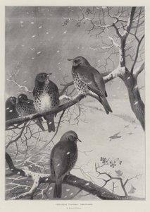 Julbesökare, åkerfar av Archibald Thorburn