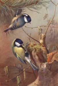 Koltitmussla, talgoxe (färglitografi) av Archibald Thorburn