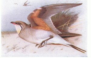 Collared Pratincloe, från Birds of the British Isles and Their Eggs publicerad av Frederick Warne & Co Ltd, 1958