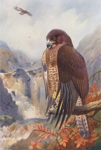 Fjällvråk (färglitografi) av Archibald Thorburn