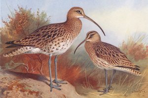 Storspov, vitfågel (färglitografi) av Archibald Thorburn