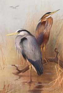 Häger, purpurhäger (färglitografi) av Archibald Thorburn