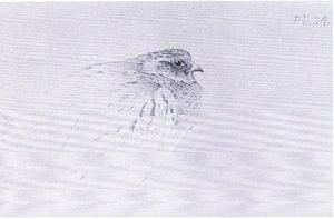 Common Partridge, pub. av Book Club Associates av Archibald Thorburn
