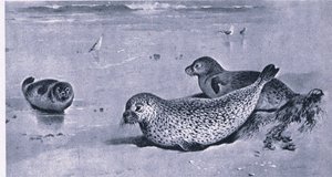 Common Seal, Nature in Britain publicerad av Collins av Archibald Thorburn
