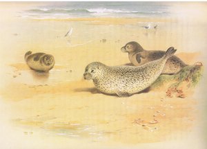 Common Seal, från Thorburns Mammals publicerad av Longmans and Co, ca. 1920 av Archibald Thorburn
