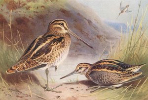 Enkelbeckasin, dubbelbeckasin (färglitografi) av Archibald Thorburn